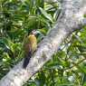 Birds in Kuala Selangor
