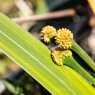 Flowers from Roraima