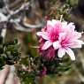 Flowers from Roraima