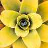 Flowers from Roraima
