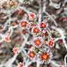 Flowers from Roraima