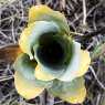 Flowers from Roraima