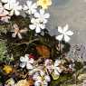 Flowers in the lake
