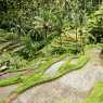Rice terraces, Tegalalang