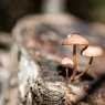 Mushrooms in the forest