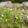 On the meadow