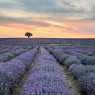Lavender fields