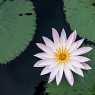 Beautiful flowers in Laos