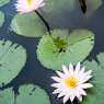 Beautiful flowers in Laos