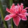 Beautiful flowers in Laos