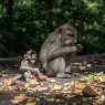 Monkey forest