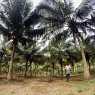 Coconut garden