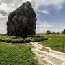 Millennium cypress