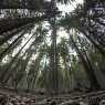Pine forest