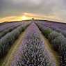 Lavender fields