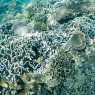 Reefs of Gili Meno