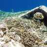 Reefs of Gili Meno