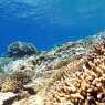 Reefs of Gili Meno