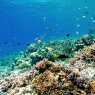 Reefs of Gili Meno