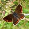 Brown butterfly with orange spots