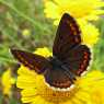 Brown butterfly on yellow flowers