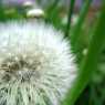 Dandelion of Tsarevets