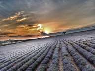 Lavender field