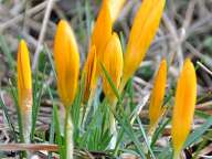 Crocus