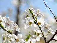 Spring blossoms