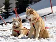 Alaskan Malamute