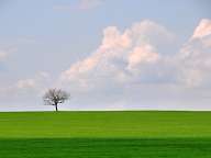 Single tree in the field