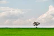 Single tree in the field