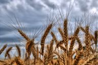 Ears of corn