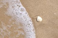 Shell in the sand