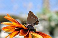 Butterfly perched on a beautiful flower