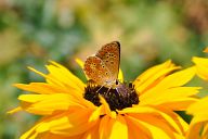 Butterfly perched on a beautiful flower