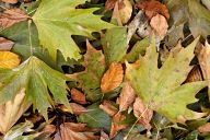 Dry autumn leaves in the forest