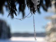 Snow web