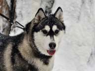 Husky in the snow