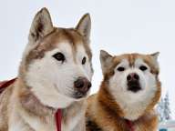 Пухкави кученца от породата "Аляски маламут"