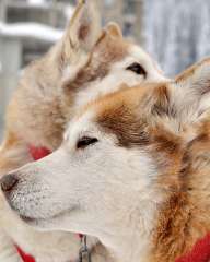Пухкави кученца от породата "Аляски маламут"
