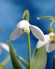 Snowdrops