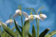 Snowdrops