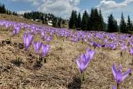 Crocus of Belmeken