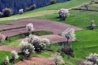 Spring fields near the Rhodope villages