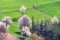 Spring fields near the Rhodope villages