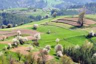 Spring fields near the Rhodope villages