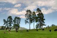 Meadow in the Rhodope