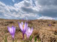 Crocuses of Belmeken