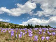 Meadows with crocuses of Belmeken